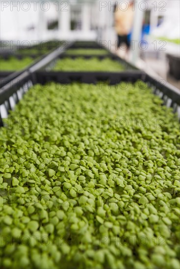 Bins of green plants in greenhouse