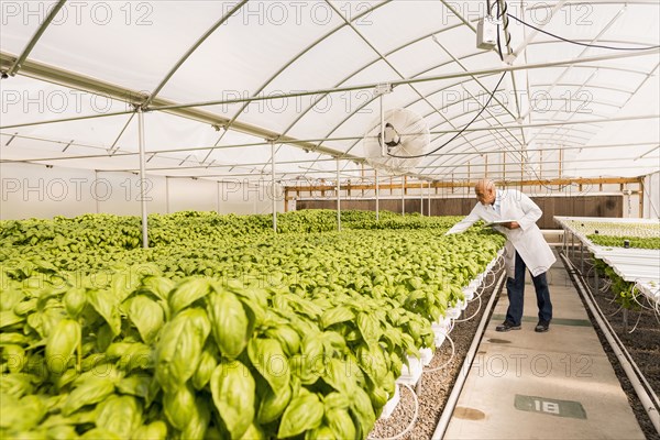 Mixed race scientist checking green basil plants in greenhouse