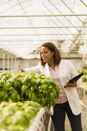 Black scientist checking green basil plants in greenhouse