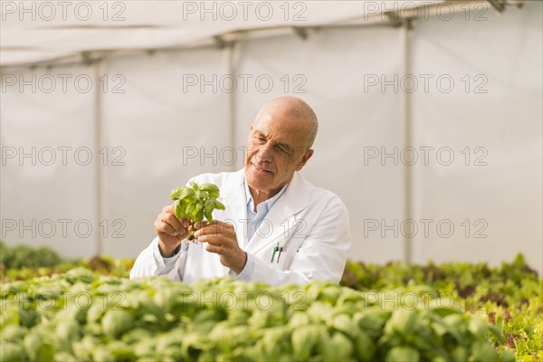 Mixed Race scientist checking green basil plants in greenhouse