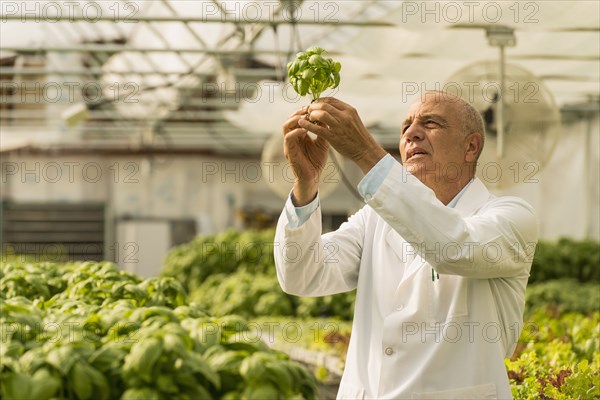 Mixed Race scientist checking green basil plants in greenhouse