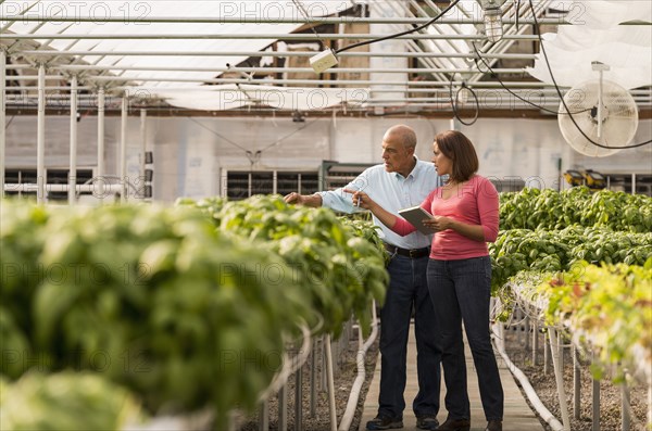 Couple checking green basil plants in greenhouse