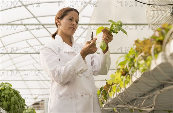 Black chef standing in greenhouse cutting basil