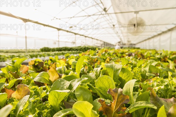 Wet green plants in greenhouse