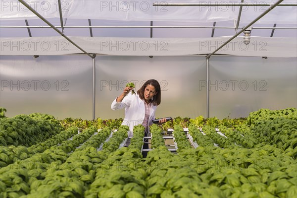 Black scientist examining green basil plant in greenhouse
