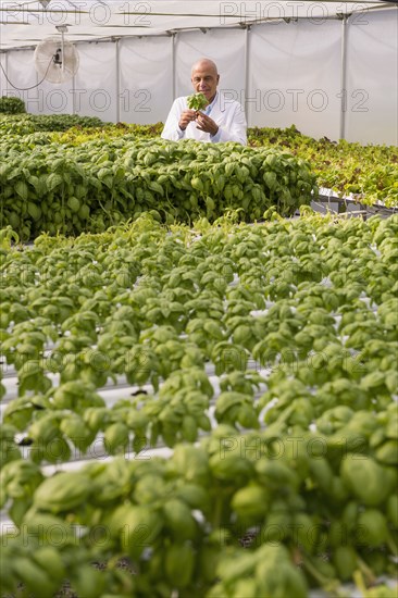 Mixed Race scientist examining green basil plant in greenhouse