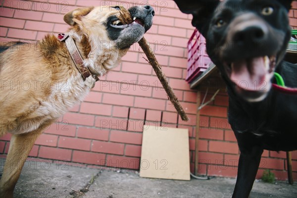 Dogs playing with stick