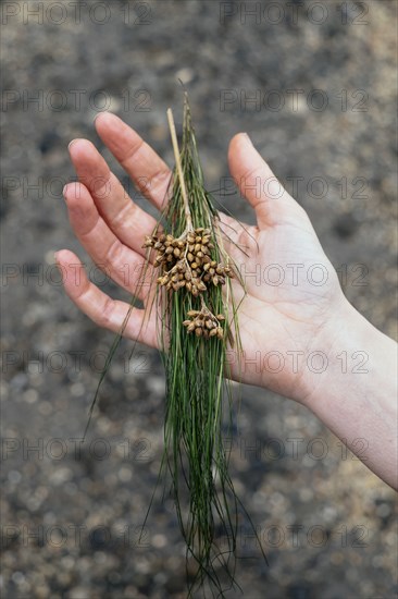 Caucasian woman holding gathered plants