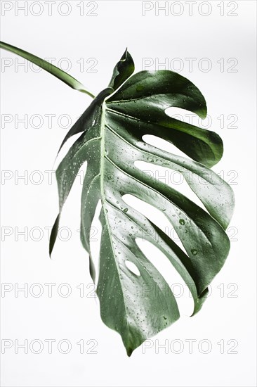 Water droplets on wet leaf