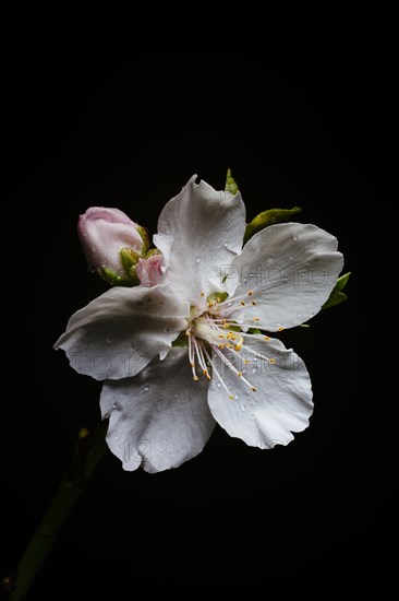 Water droplets on flower petals