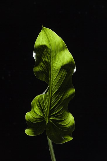 Backlit green leaf on black background