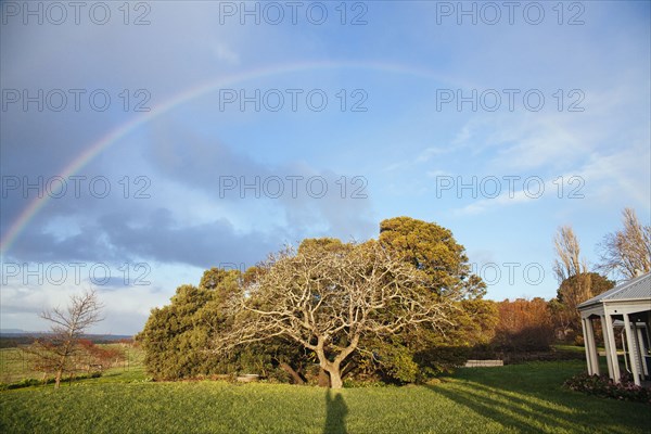 Rainbow over tree in rural backyard
