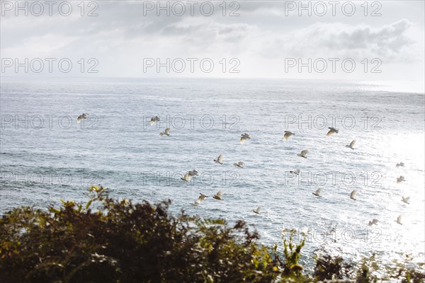 Flock of birds flying over ocean