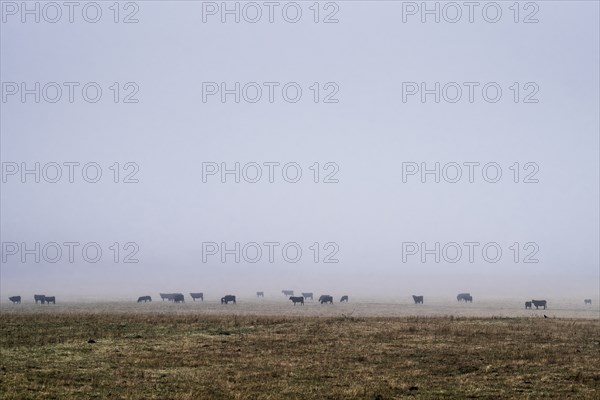 Flock of cattle in misty field