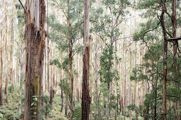 Straight trees in dense forest