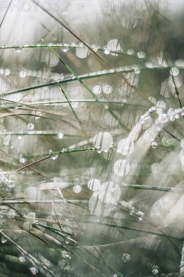 Close up of dew on grass