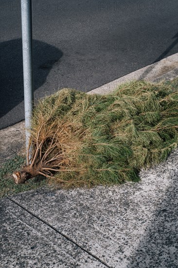 Pine tree laying on sidewalk near pole