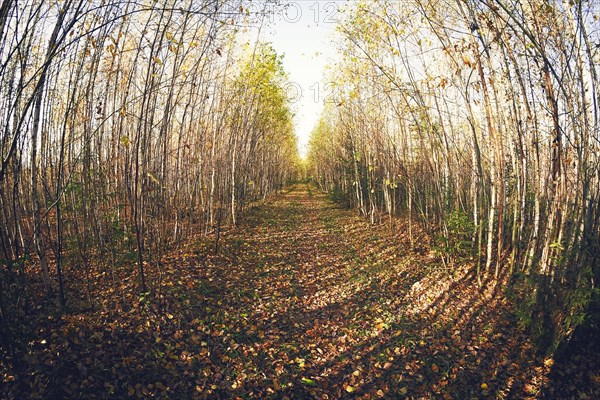 Fish-eye lens view of path in forest