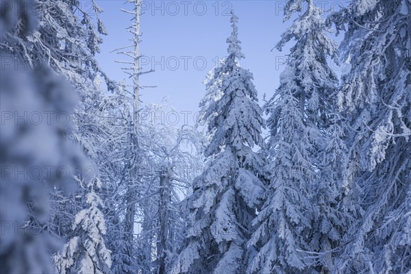 Trees in snowy forest