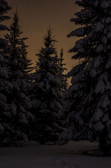 Snowy trees and sunrise sky