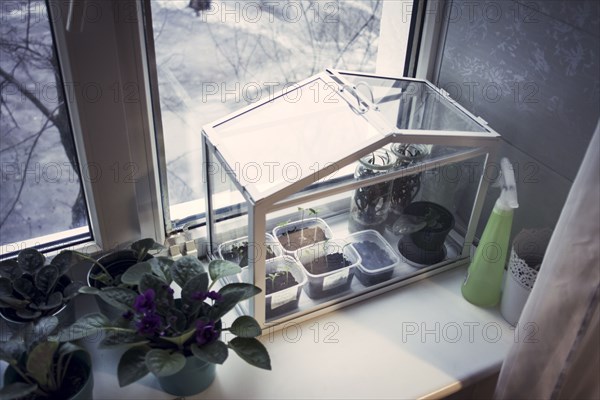 Terrarium plants growing in window