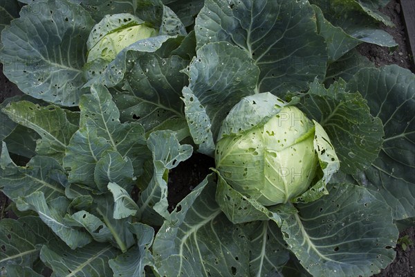 Close up of lettuce