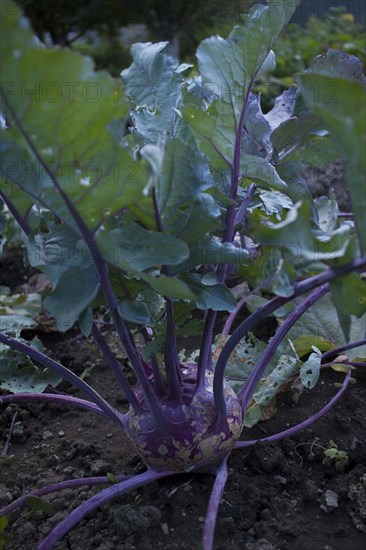 Close up of root vegetable