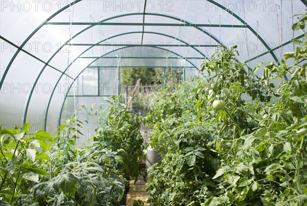 Vegetable garden in greenhouse