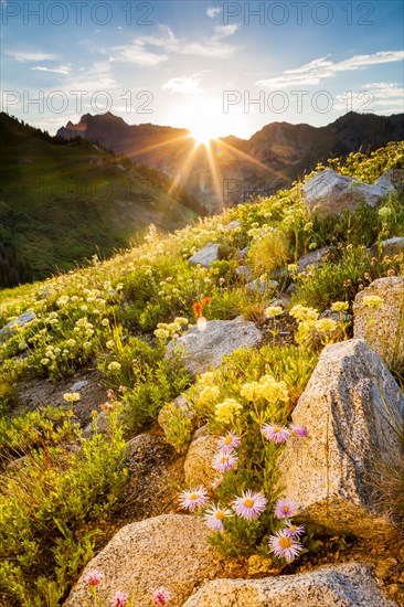 Wildflowers on sunny mountain