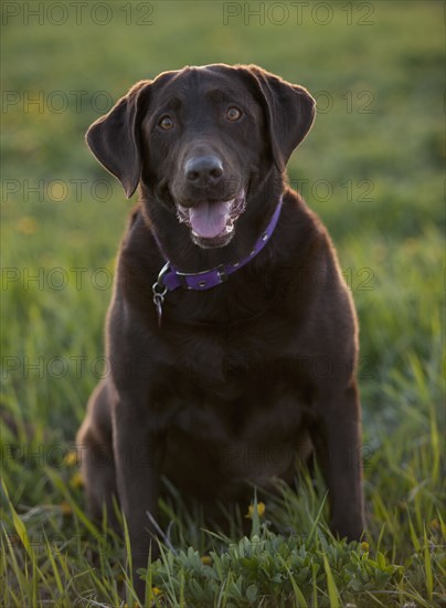 Chocolate Labrador sitting in grass