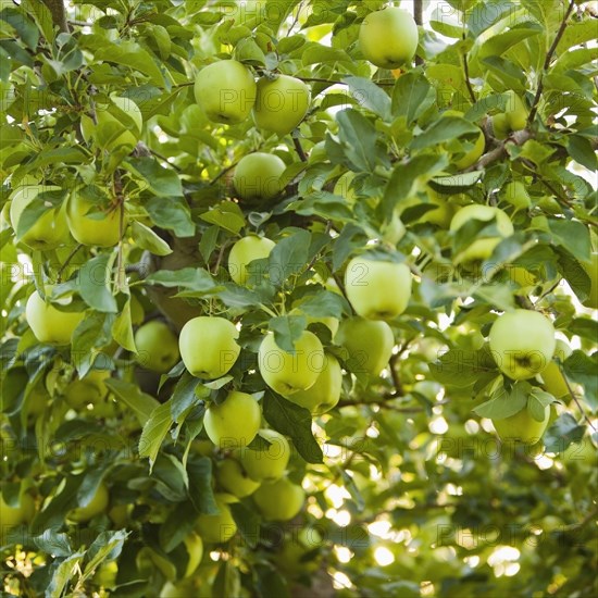 Green apples growing on tree