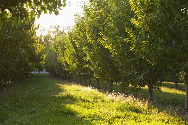 Apple trees in orchard