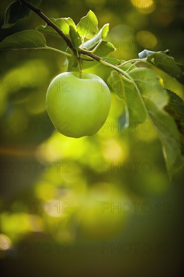 Green apple growing on tree