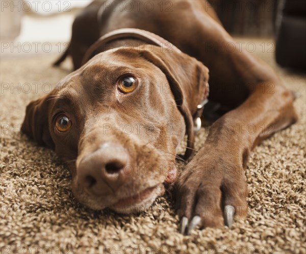 Close up of dog laying on floor
