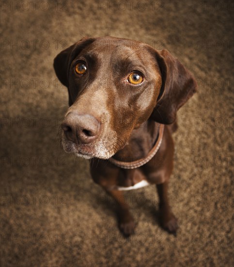 Curious dog sitting on floor