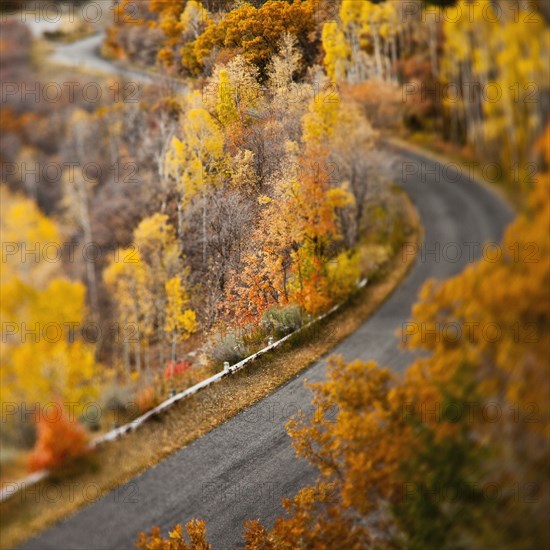 Autumn leaves along remote road