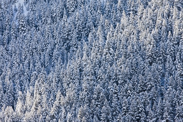 Snow covered forest trees