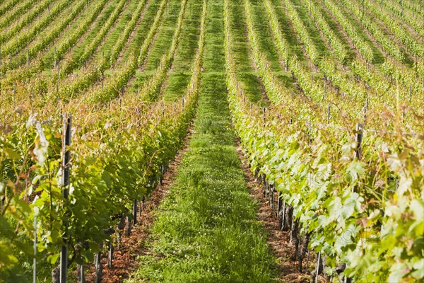 Rows of vines growing in vineyard