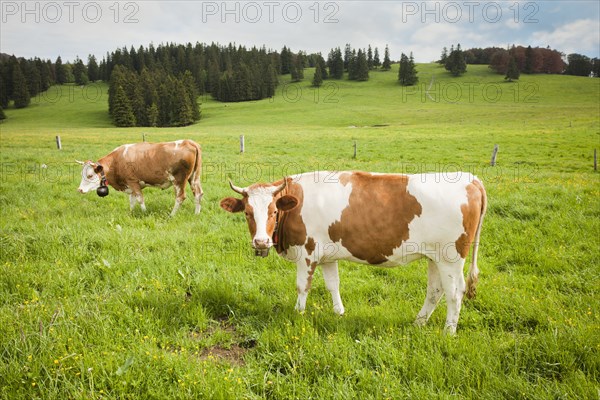 Cows standing in field