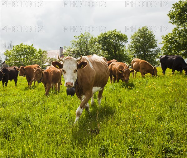 Cows standing in field