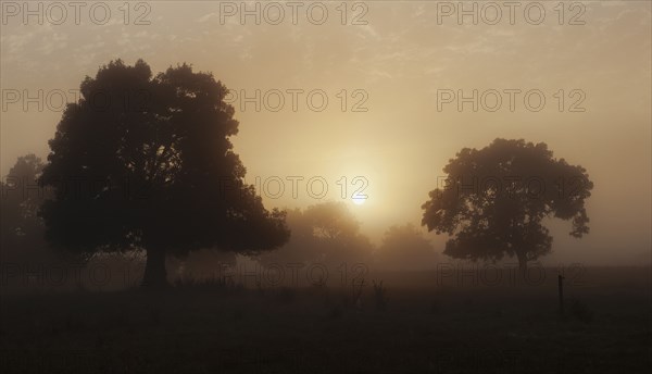 Trees in field with hazy sunshine