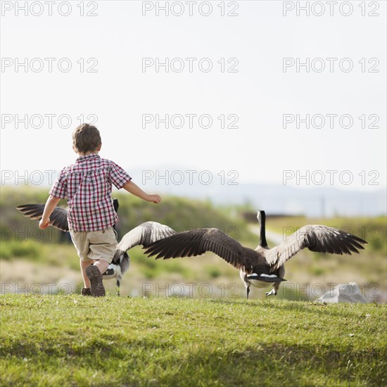 Caucasian boy feeding geese