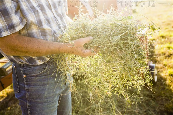 Caucasian farmer holding bundle of alfalfa