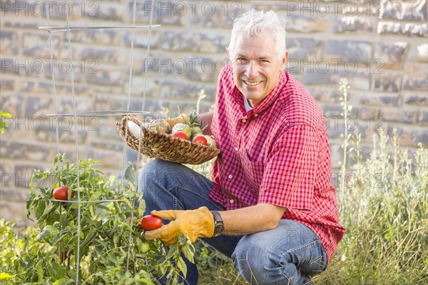 Caucasian man picking vegetables in garden