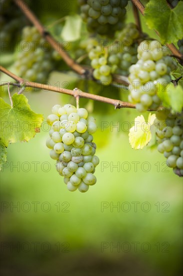 Grapes growing on vine