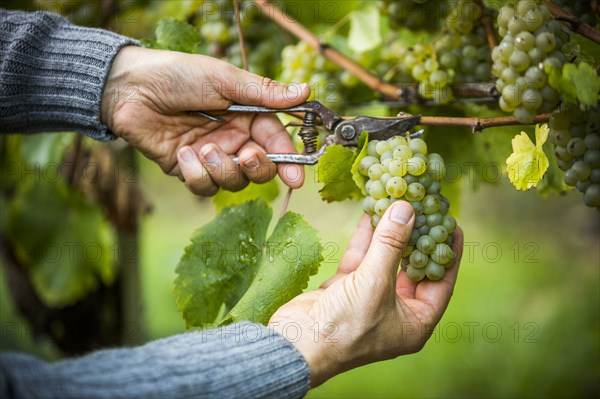 Caucasian farmer clipping grapes from vine