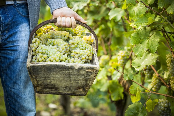 Caucasian farmer carrying grapes in vineyard