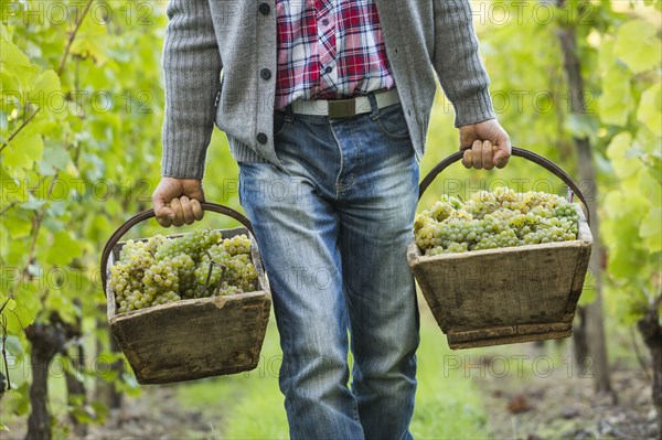 Caucasian farmer carrying grapes in vineyard