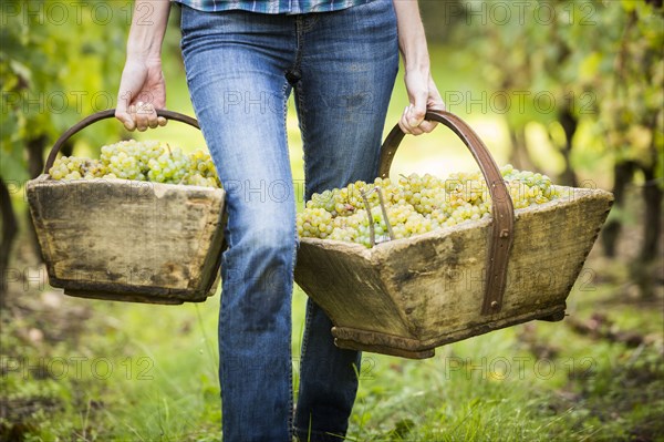 Caucasian farmer carrying grapes in vineyard