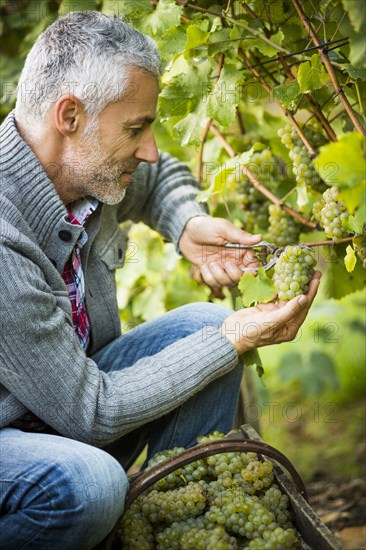 Caucasian farmer examining grapes on vines